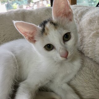 里親決定。三毛白のミルミルちゃん