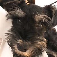 チャムス