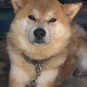 犬生リセット！！柴犬のハチ君です