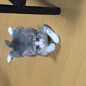 里親募集