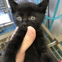 愛らしい黒子猫／動画あり