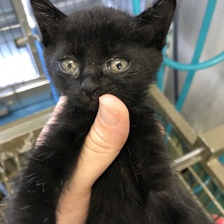 愛らしい黒子猫／動画あり