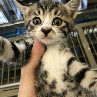 ふわころキジ白子猫／動画あり