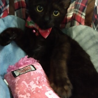 正式譲渡となりました