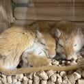 ジャービル昼行性でハムスターより飼いやすいです