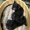 真っ黒３子猫姉妹 サムネイル3