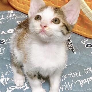 ☆生後２ヶ月三毛猫のミミちゃん☆