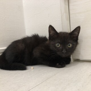 黒猫　ペーターくん　名古屋から