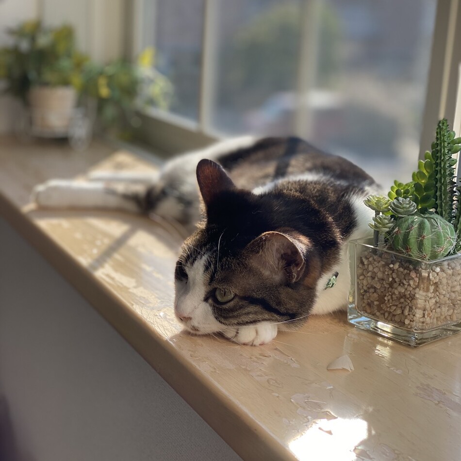 ビーちゃんのカバー写真