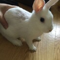 うさぎ　　里親募集します