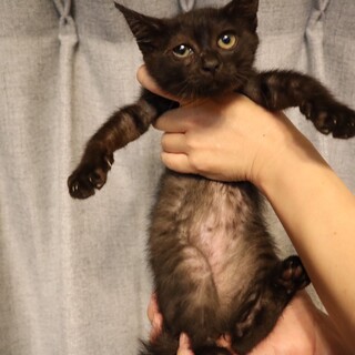 人慣れ修行真っ只中の黒猫　フーちゃん　一時停止