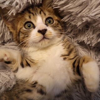 好奇心旺盛な男の子　ヤンくん　募集一時停止