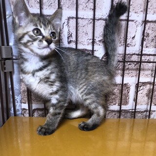 6/28西千葉☆キジトラ姉妹です「ココちゃん」