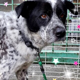 20-M412大人しく良い子ポインター？