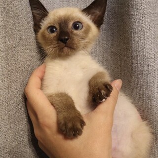 人慣れ修行真っ只中のシャムMIX   募集一時停止