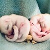 双子ちゃん、スクスク育ってます