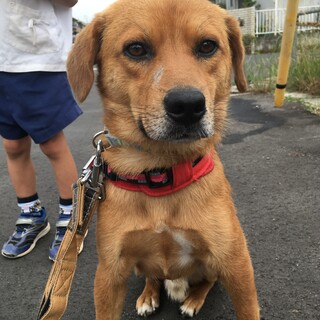 落ち着いた男の子「音」