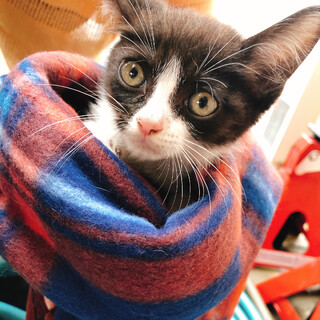 子猫ちゃん（生後1ヶ月半ほど）