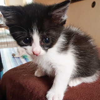 募集一時停止　ハチワレ男子★ゆずる