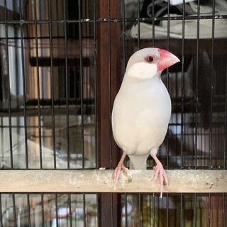 里親募集！シルバー文鳥