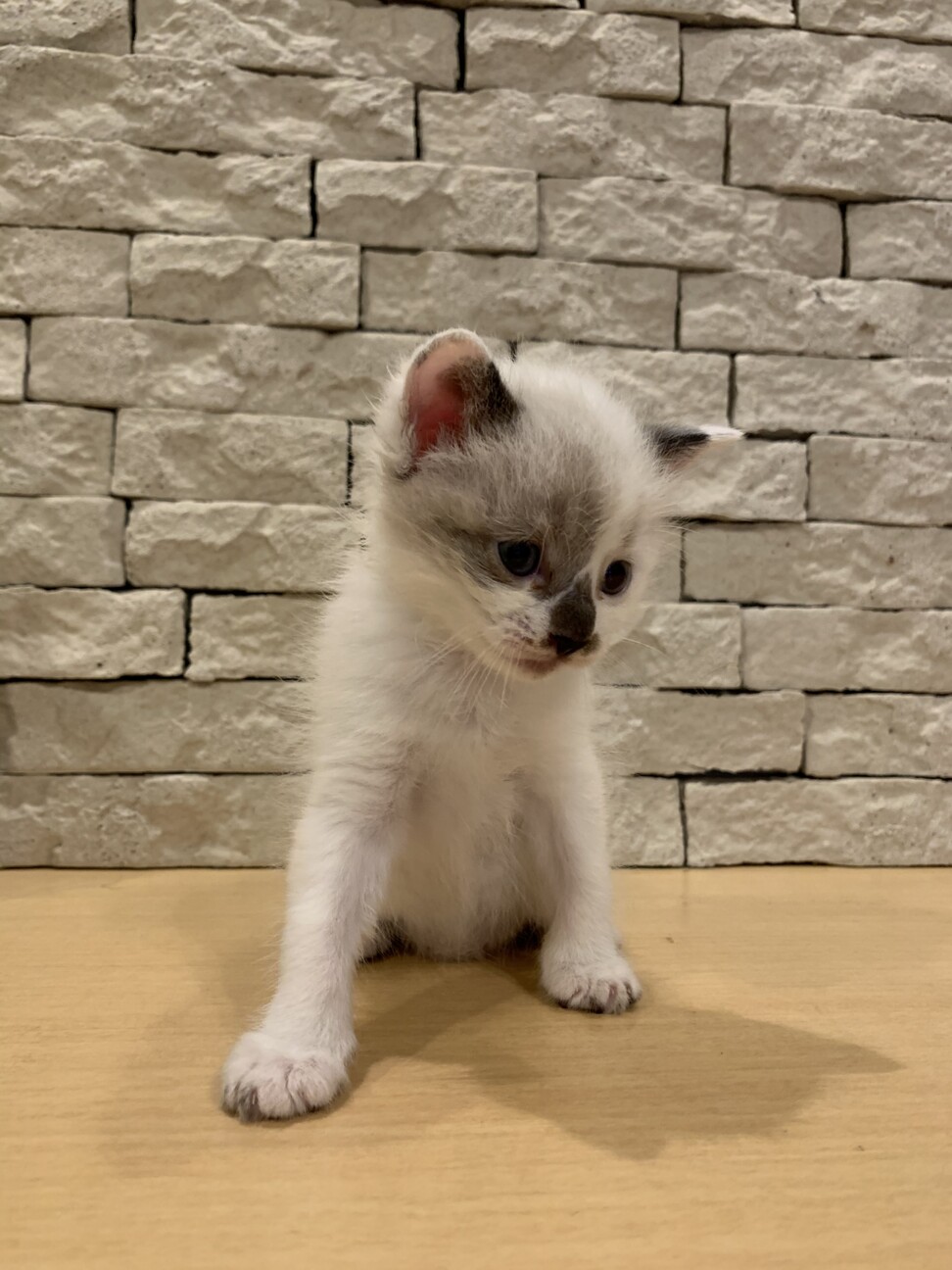 パース 量で 現代 子猫 雑種 Gc Ministries Org