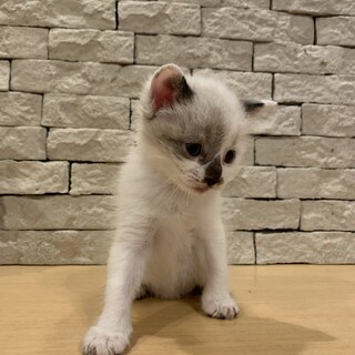 急募メス雑種子猫