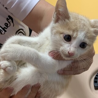 茶白の男の子