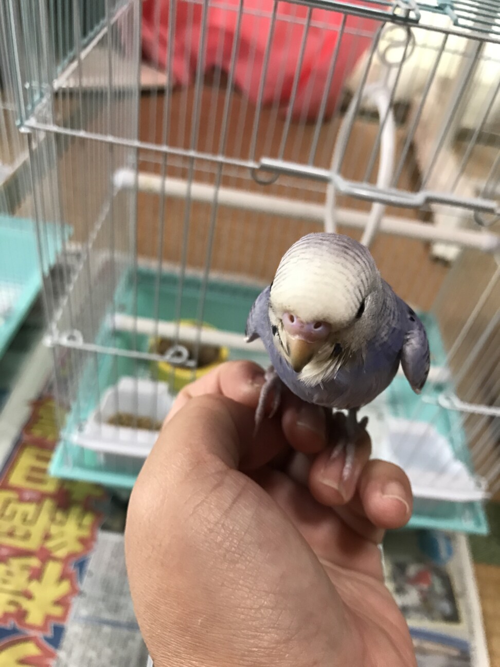 セキセイインコ中雛手乗り 鹿児島県 鳥の里親募集 3171 ペットのおうち 月間利用者150万人