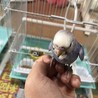 セキセイインコ中雛手乗り サムネイル2