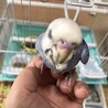 セキセイインコ中雛手乗り サムネイル3