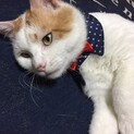 ポーくん♡大人しく人馴れ◎甘えん坊