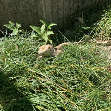 フトアゴ庭で日光浴中