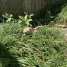 フトアゴ庭で日光浴中