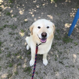 ゴールデンミックス