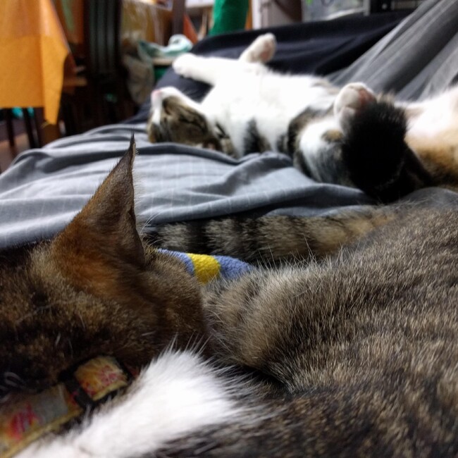 まさちびのカバー写真