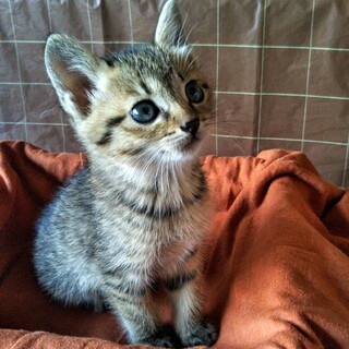 生後1ヶ月半活発な女の子です。