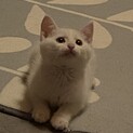 ぽこ君^_^トライアル中の為一旦中止します。