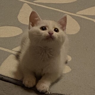 ぽこ君^_^トライアル中の為一旦中止します。