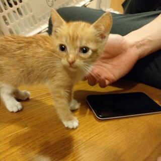 【里親決定】茶トラ♀　1ヶ月