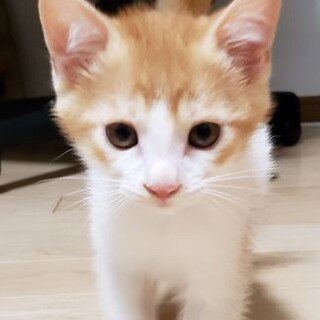 物怖じしない茶白男子　