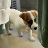 ナナキ