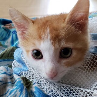 少しビビりな可愛い茶白男子