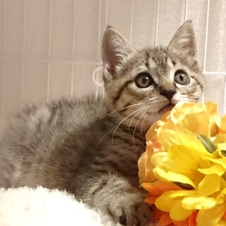 元気印！兄妹『クラン』くん♂