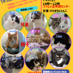 保護猫の譲渡会　三重県名張市