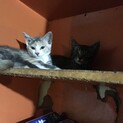 子猫の里親さん募集