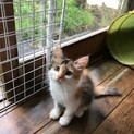 お陰様で良い里親さんが見つかりました