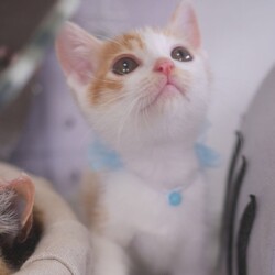 ＊子猫が中心譲渡会＊一時預かりボランティアさん募集説明会