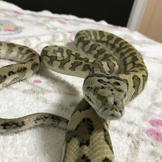 ジャガーカーペットパイソンの里親を募集中：再更新