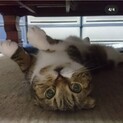 人懐っこい！甘えん坊！の垂れ耳スコ♡トト君