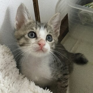 募集一時停止元気なキジ白男子★すまき